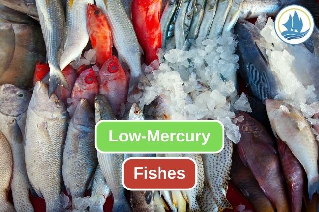 Low-Mercury Fish for Healthy Meal Option